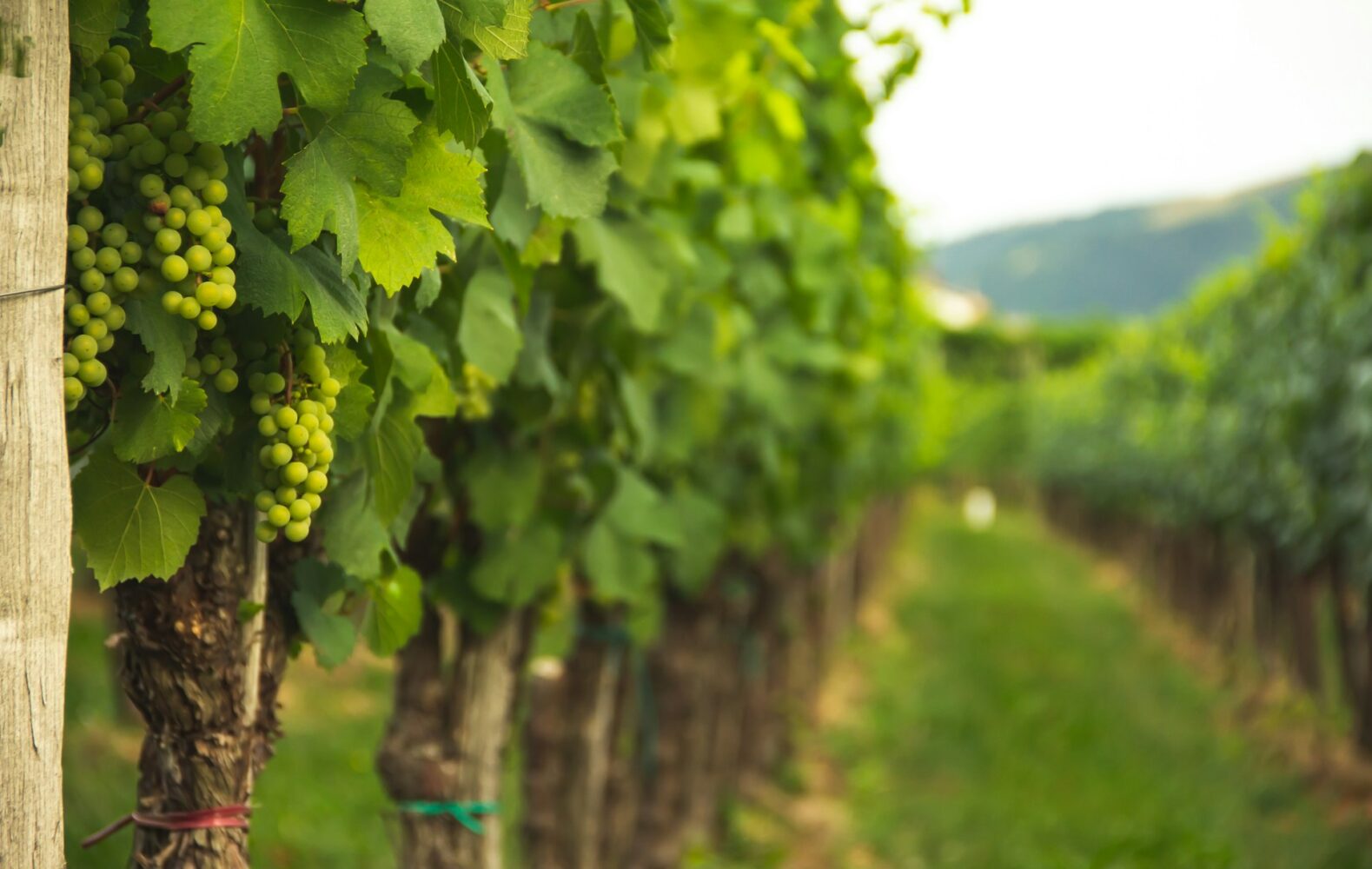 Al momento stai visualizzando Vigneti eroici, Zibibbo e tradizioni: la sfida tenace di Pantelleria